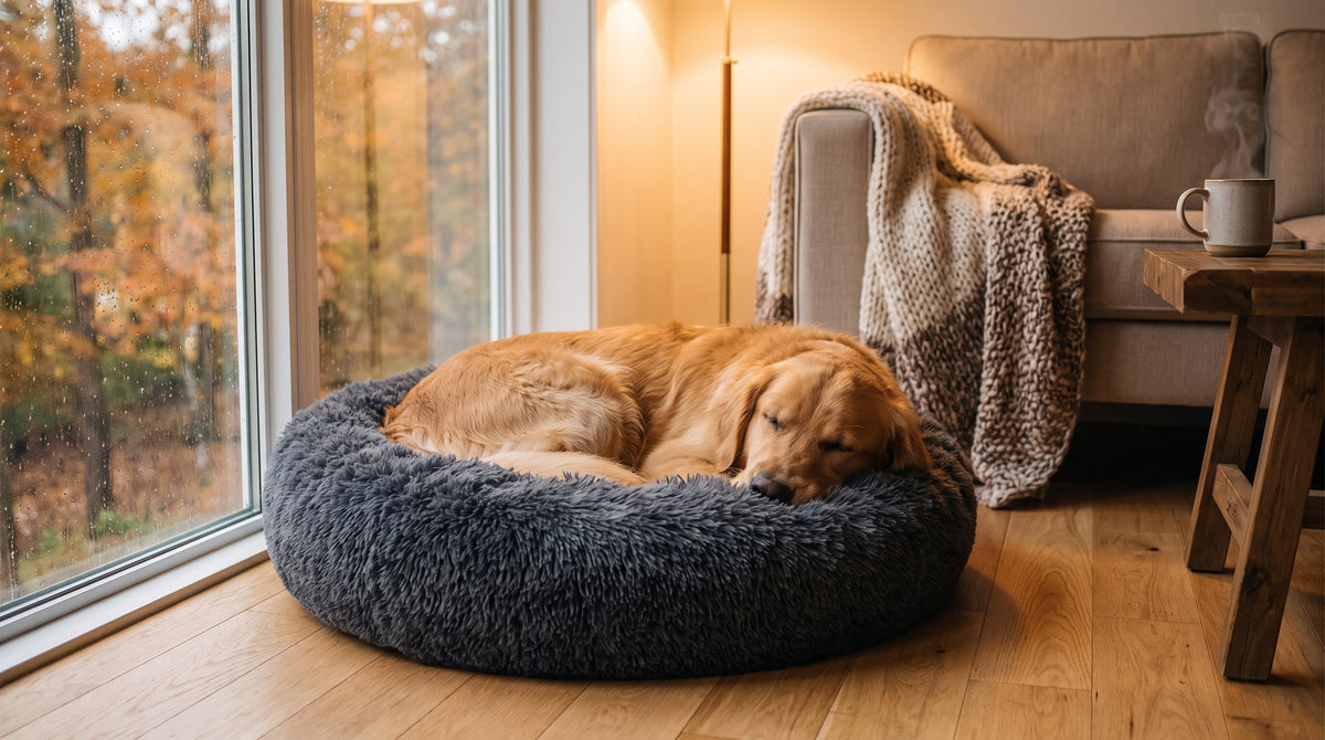 Golden Retriever schläft eingerollt im kuschelrund Donut-Hundebett am Herbstfenster